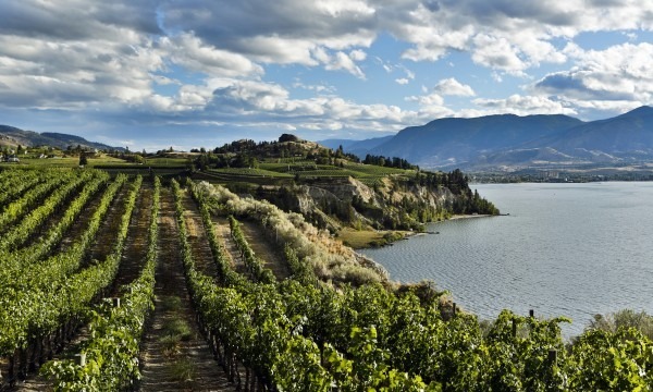 BC vineyard