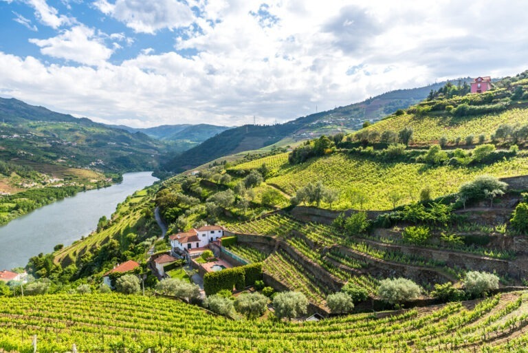 Portugal vineyard