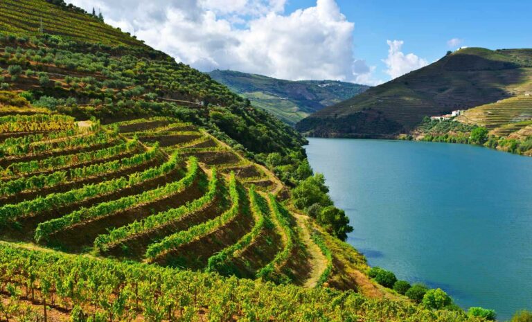 Portugal vineyard
